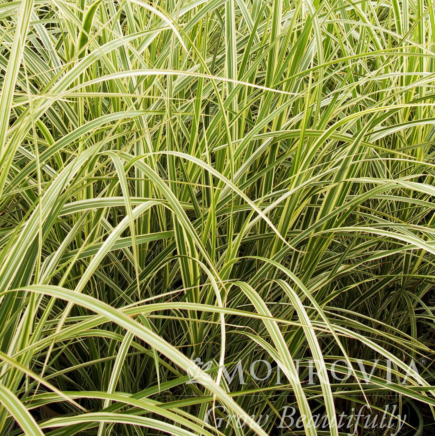 Miscanthus sinensis 'Variegatus' ~ Monrovia® Variegated Maiden Grass-ServeScape
