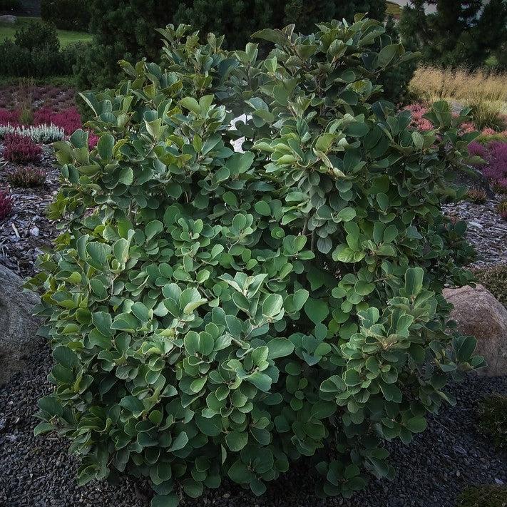 Fothergilla gardenii 'Blue Hawaii' ~ Blue Hawaii Fothergilla-ServeScape