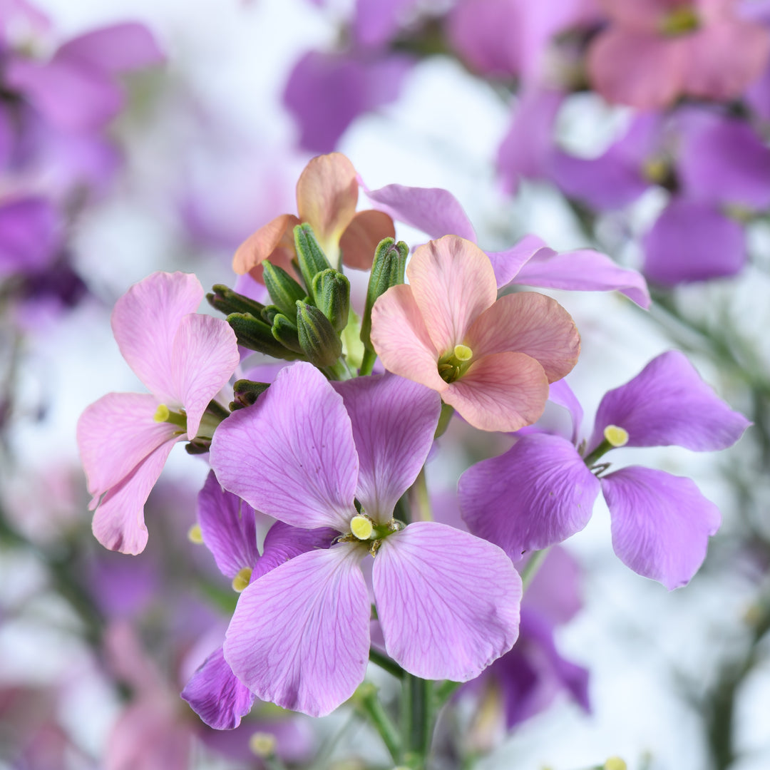 Erysimum linifolium 'Sunstrong Purple Bicolor' ~ Sunstrong™ Purple Bicolor Wallflower-ServeScape