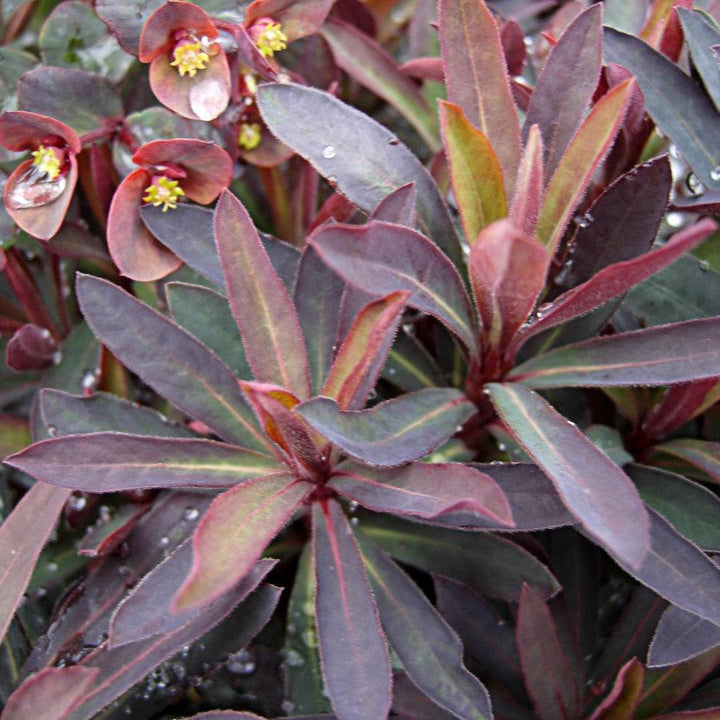 Euphorbia x martinii ‘Nothowlee’ ~ Sahara™ Blackbird Euphorbia-ServeScape