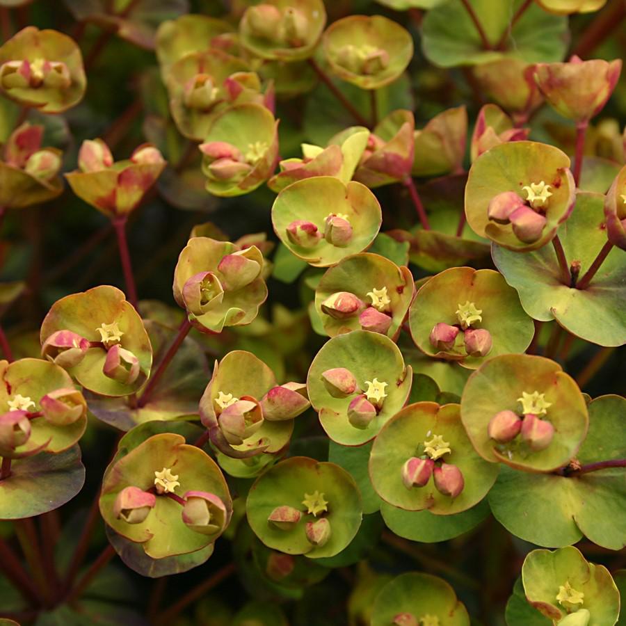 Euphorbia x martinii ‘Nothowlee’ ~ Sahara™ Blackbird Euphorbia-ServeScape