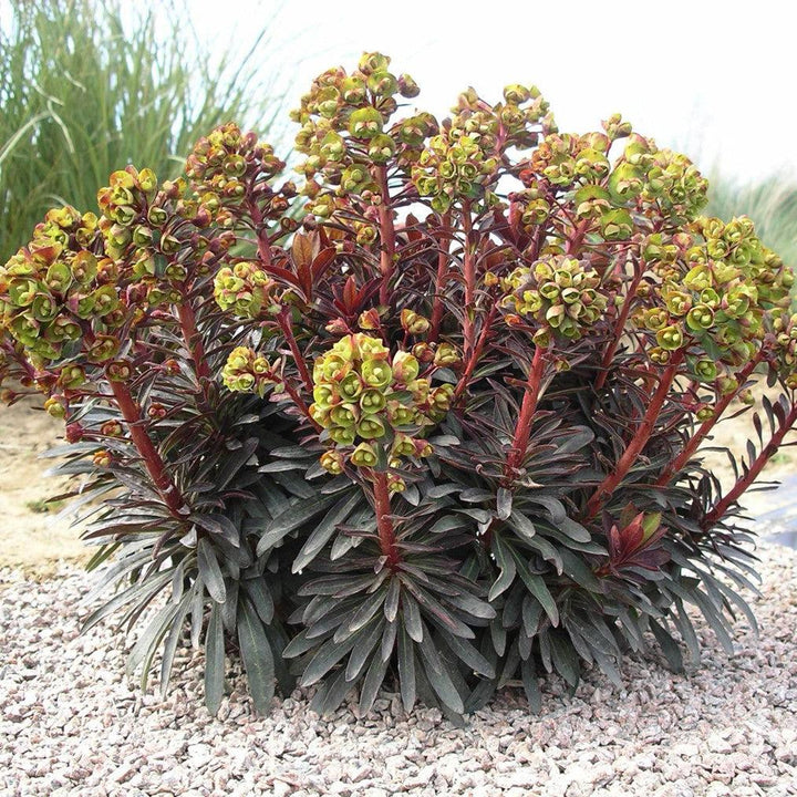 Euphorbia x martinii ‘Nothowlee’ ~ Sahara™ Blackbird Euphorbia-ServeScape