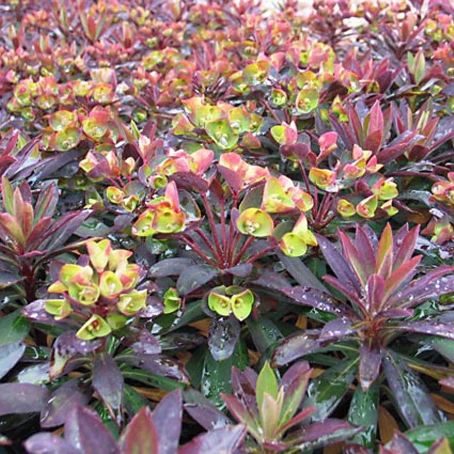 Euphorbia x martinii ‘Nothowlee’ ~ Sahara™ Blackbird Euphorbia-ServeScape