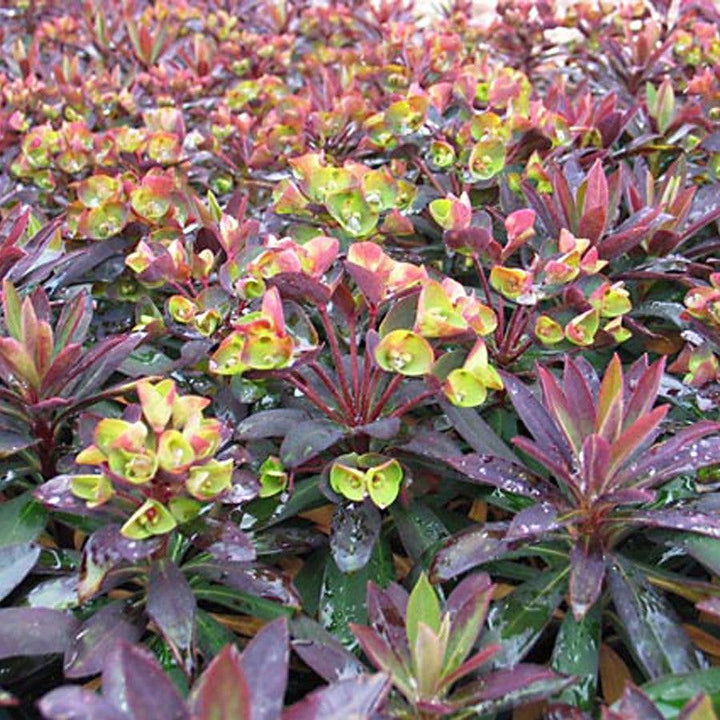 Euphorbia x martinii ‘Nothowlee’ ~ Sahara™ Blackbird Euphorbia-ServeScape