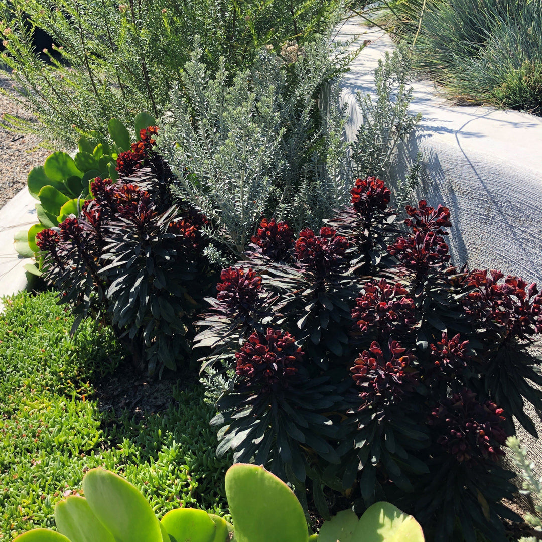 Euphorbia x martinii ‘Nothowlee’ ~ Sahara™ Blackbird Euphorbia-ServeScape