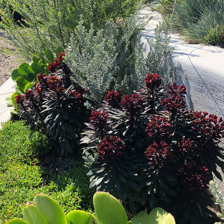 Euphorbia x martinii ‘Nothowlee’ ~ Sahara™ Blackbird Euphorbia-ServeScape