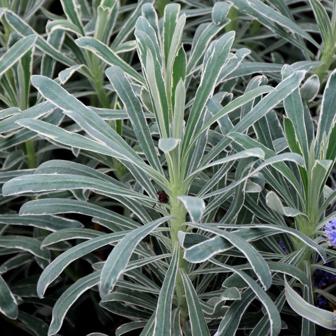 Euphorbia x martinii 'Glacier Blue' ~ Sahara™ Glacier Blue Euphorbia-ServeScape