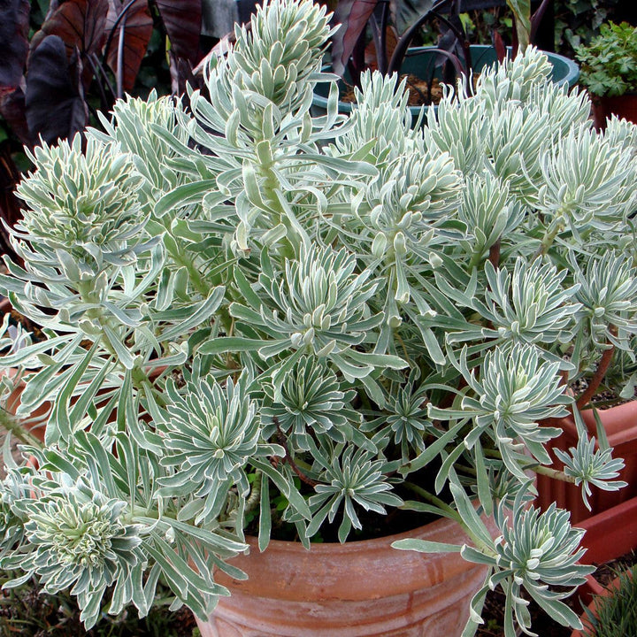 Euphorbia x martinii 'Glacier Blue' ~ Sahara™ Glacier Blue Euphorbia-ServeScape