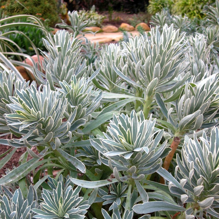 Euphorbia x martinii 'Glacier Blue' ~ Sahara™ Glacier Blue Euphorbia-ServeScape