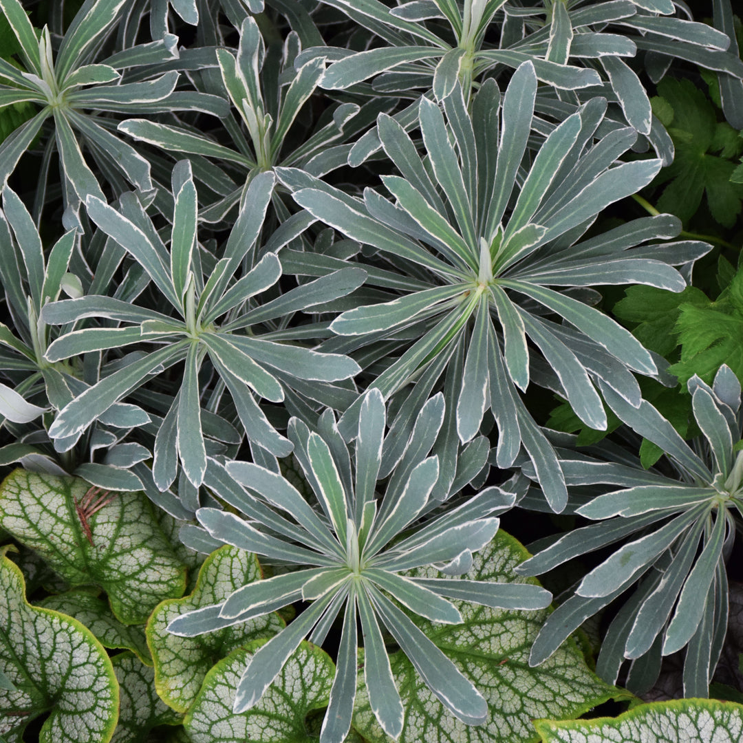 Euphorbia x martinii 'Glacier Blue' ~ Sahara™ Glacier Blue Euphorbia-ServeScape