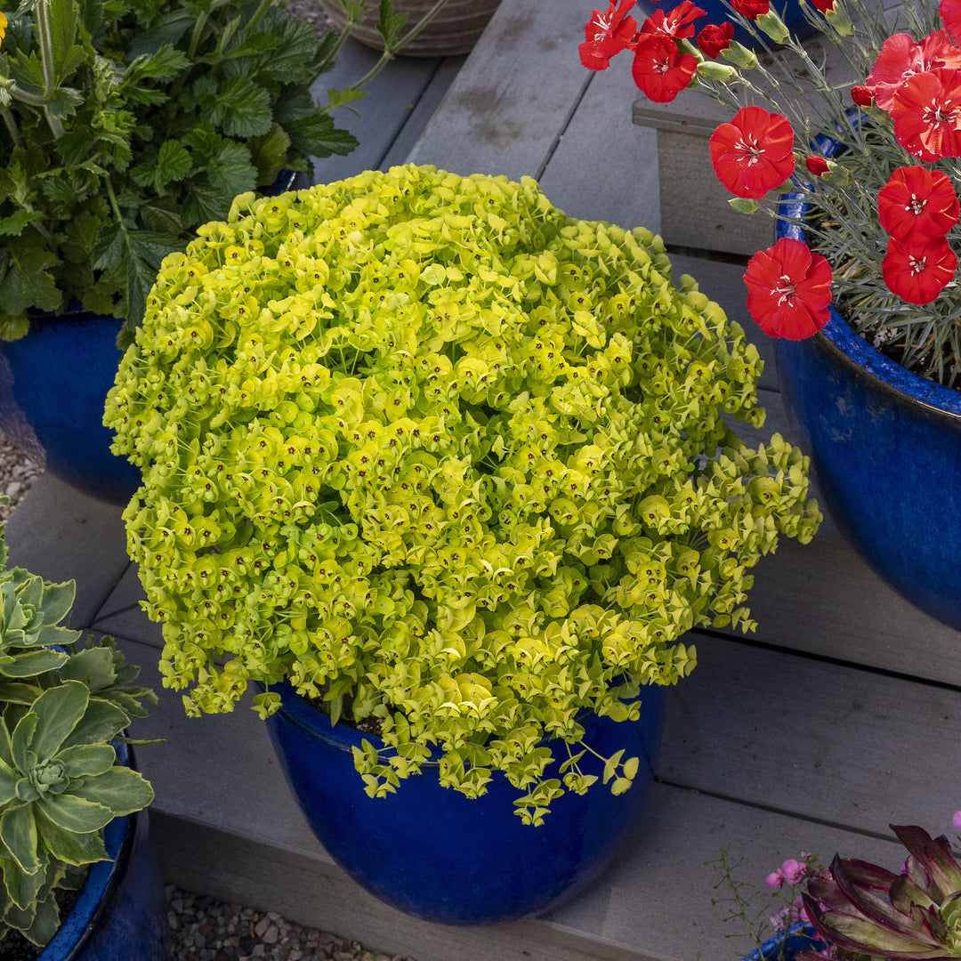 Euphorbia x martinii 'Waleulitr' ~ Sahara™ Tiny Treasure Euphorbia-ServeScape