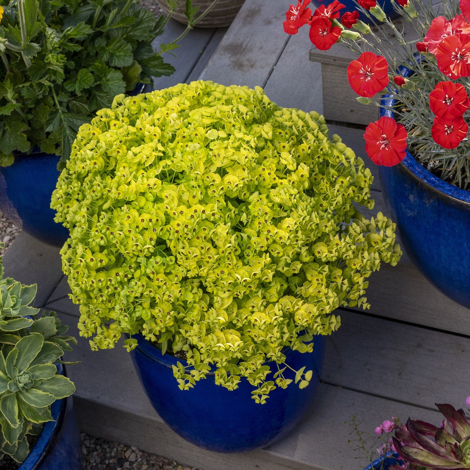 Euphorbia x martinii 'Waleulitr' ~ Sahara™ Tiny Treasure Euphorbia-ServeScape
