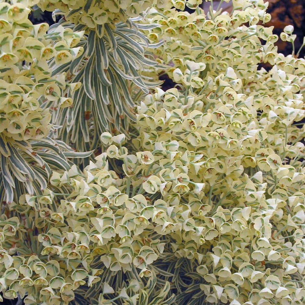 Euphorbia characias 'Tasmanian Tiger' ~ Sahara™ Tasmanian Tiger Euphorbia-ServeScape