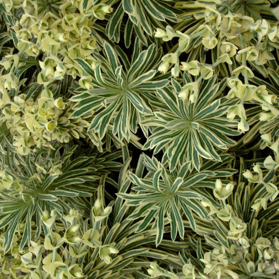 Euphorbia characias 'Tasmanian Tiger' ~ Sahara™ Tasmanian Tiger Euphorbia-ServeScape