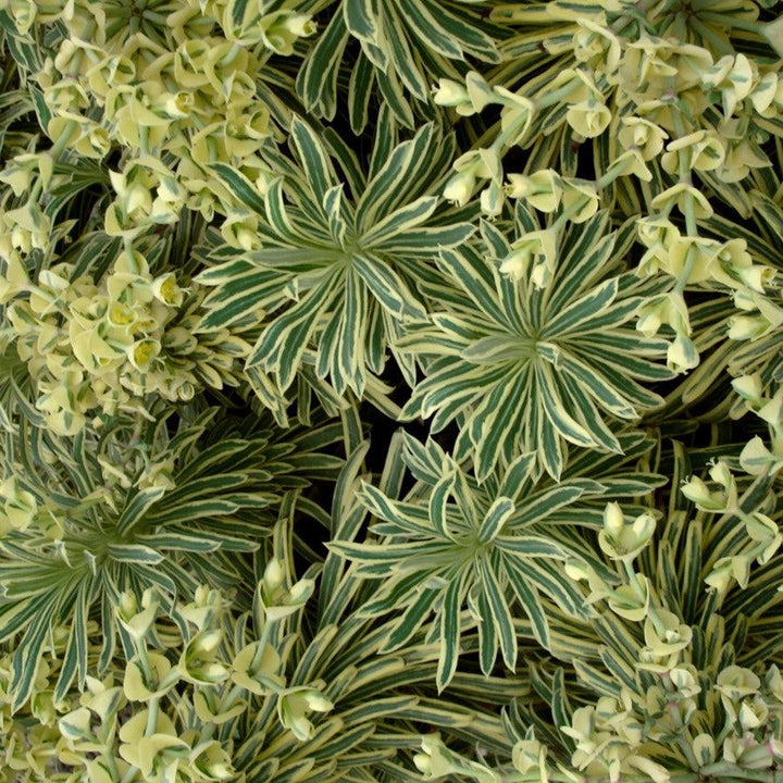 Euphorbia characias 'Tasmanian Tiger' ~ Sahara™ Tasmanian Tiger Euphorbia-ServeScape