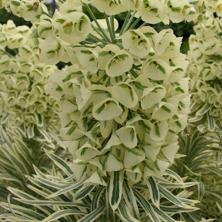 Euphorbia characias 'Tasmanian Tiger' ~ Sahara™ Tasmanian Tiger Euphorbia-ServeScape