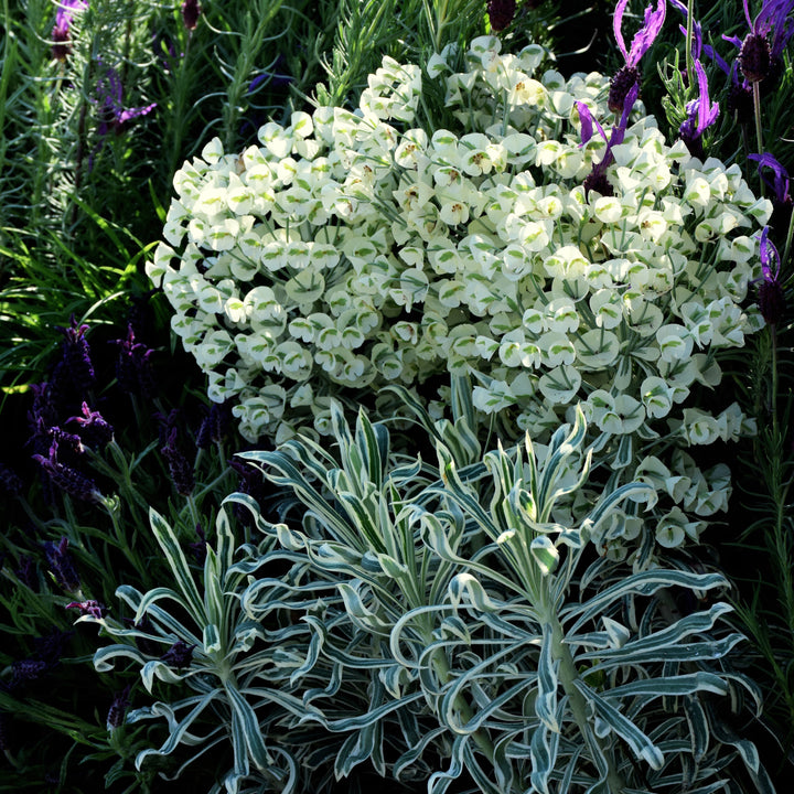 Euphorbia characias 'Tasmanian Tiger' ~ Sahara™ Tasmanian Tiger Euphorbia-ServeScape