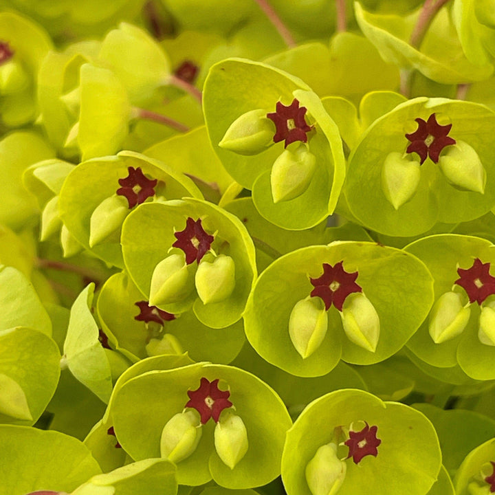 Euphorbia x martinii 'Waleulitr' ~ Sahara™ Tiny Treasure Euphorbia-ServeScape