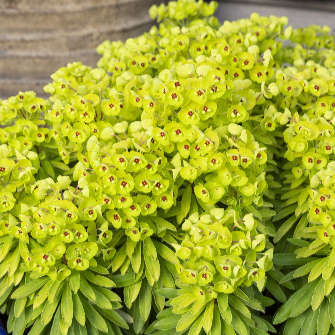 Euphorbia x martinii 'Waleulitr' ~ Sahara™ Tiny Treasure Euphorbia-ServeScape