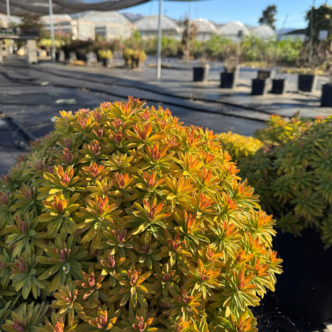 Euphorbia x martinii 'Waleulitr' ~ Sahara™ Tiny Treasure Euphorbia-ServeScape