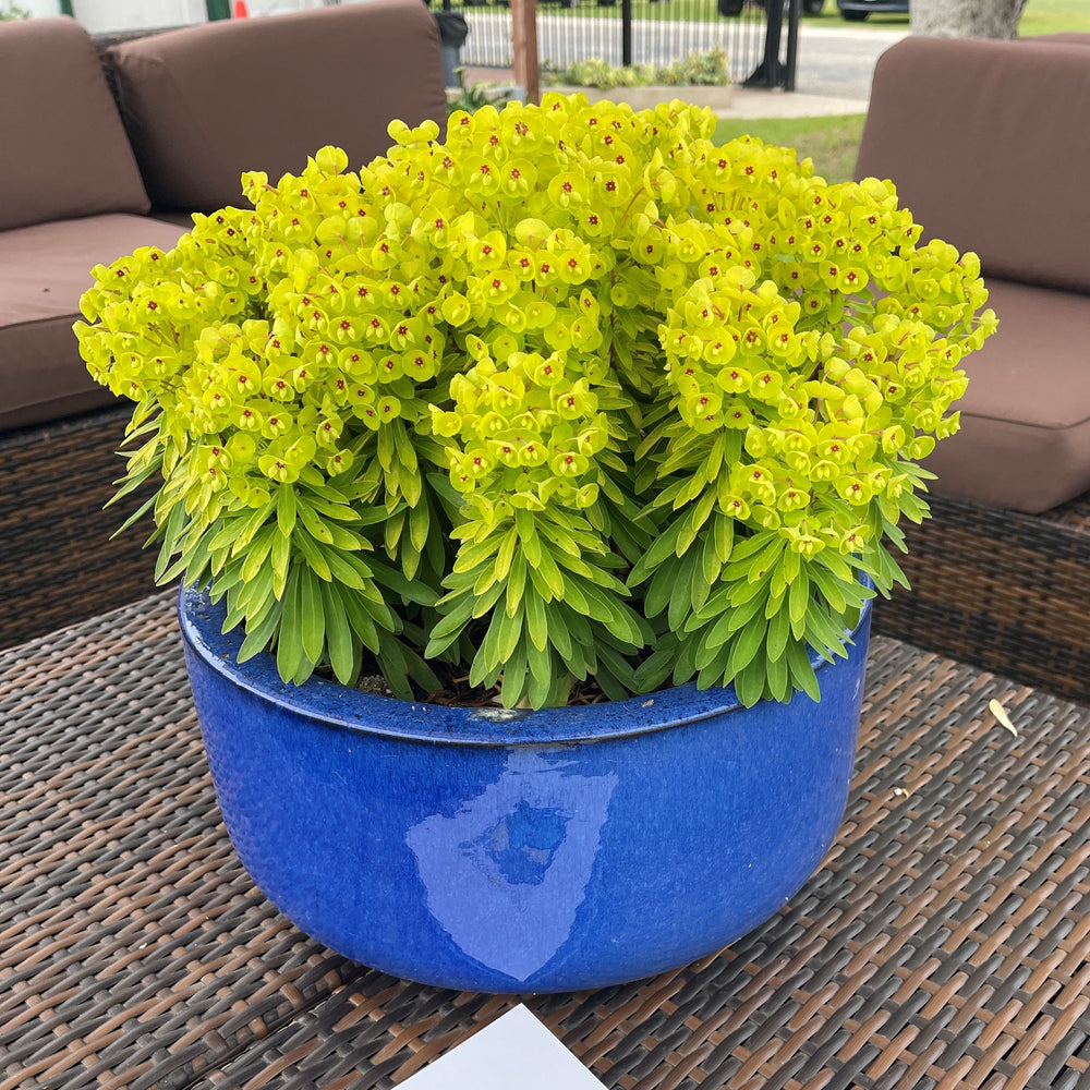 Euphorbia x martinii 'Waleulitr' ~ Sahara™ Tiny Treasure Euphorbia-ServeScape