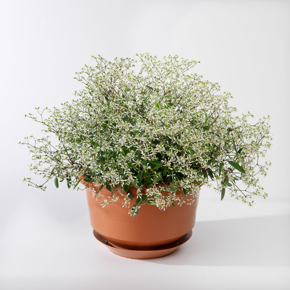 Euphorbia hypericifolia 'Euphoric White' ~ Euphoric™ White Euphorbia-ServeScape