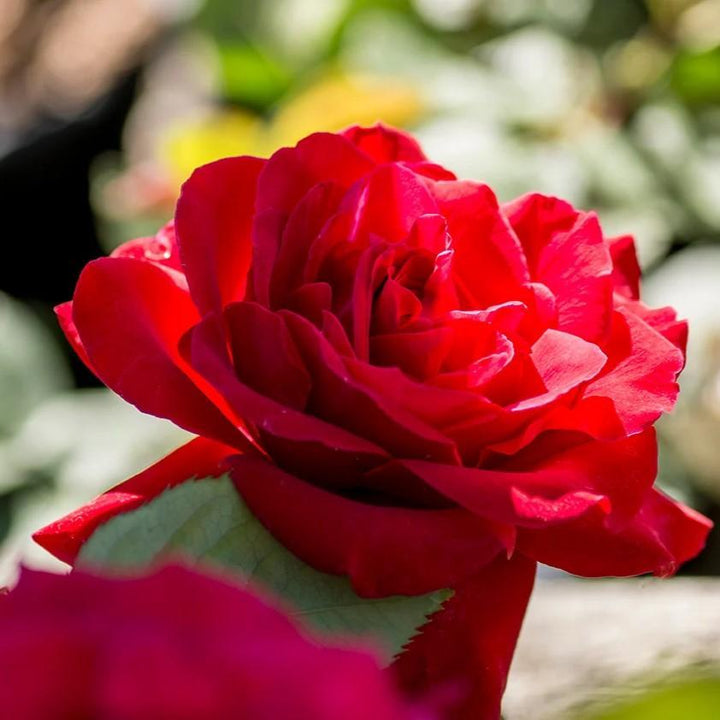 Rosa 'Europeana' ~ Europeana Rose-ServeScape