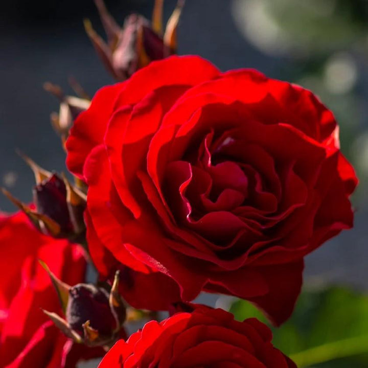 Rosa 'Europeana' ~ Europeana Rose-ServeScape