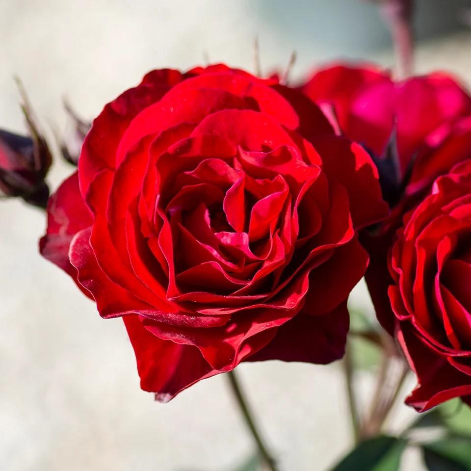 Rosa 'Europeana' ~ Europeana Rose-ServeScape