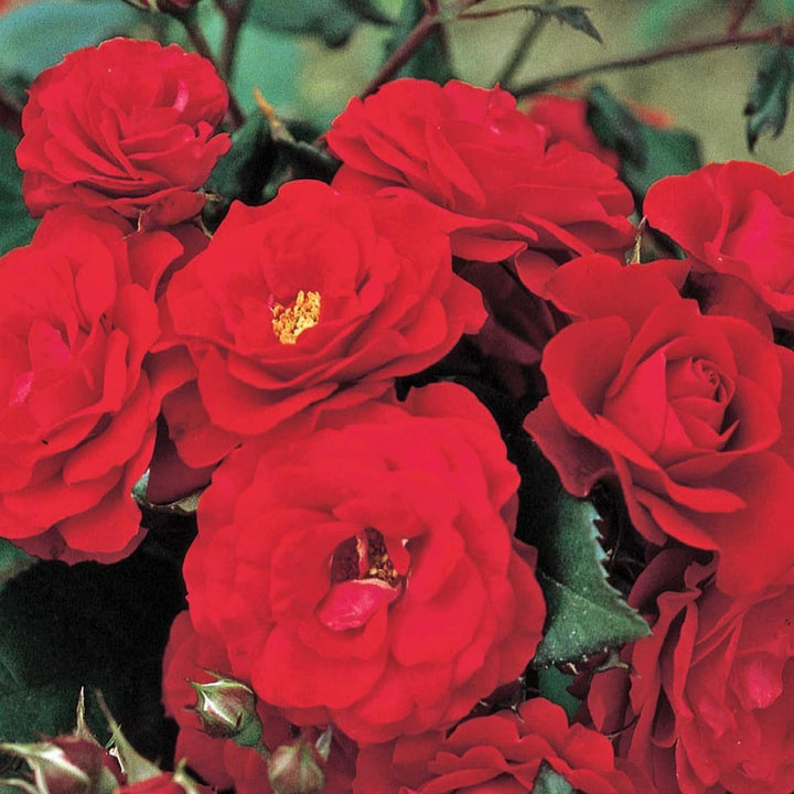 Rosa 'Europeana' ~ Europeana Rose-ServeScape