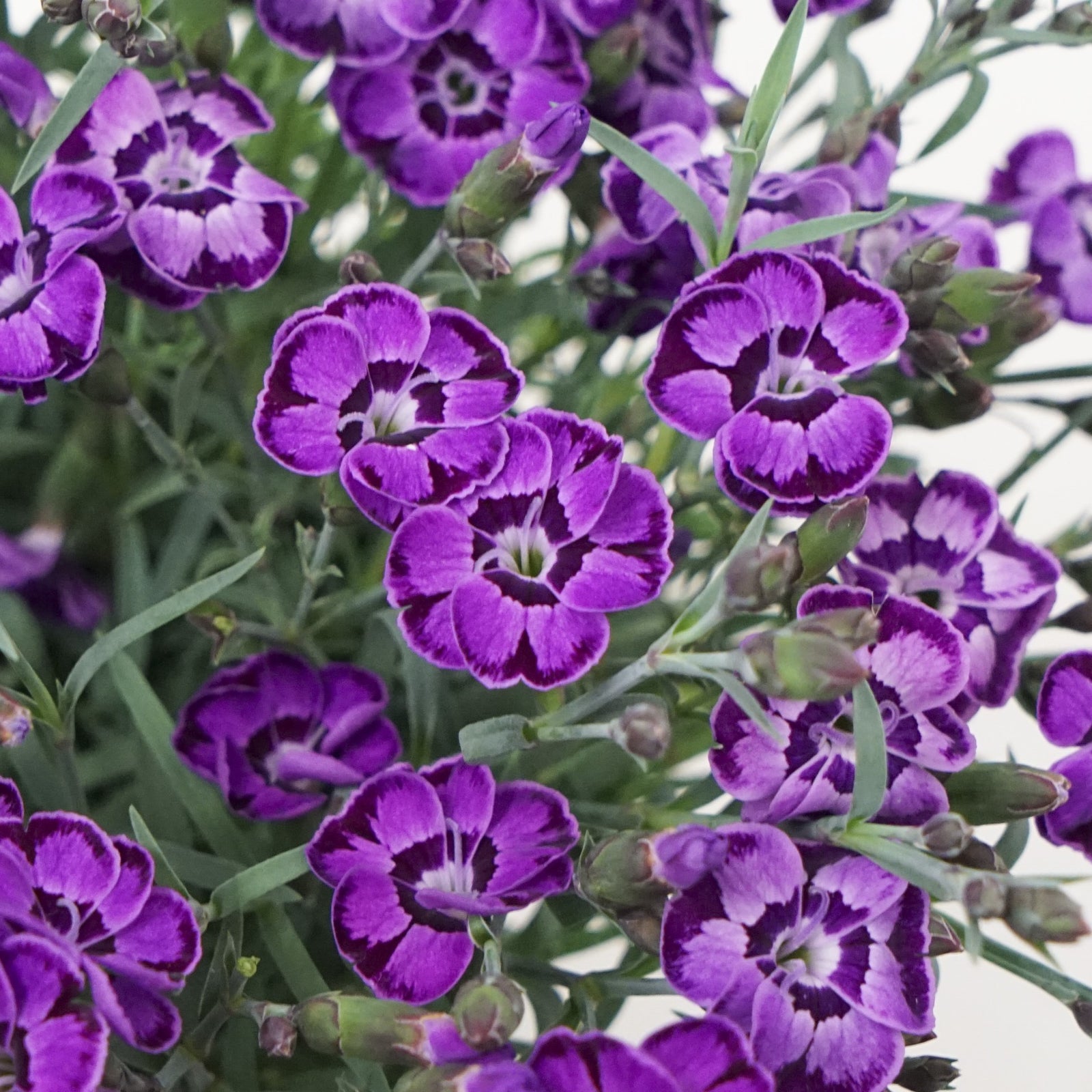 Dianthus x 'KLEDG20336' ~ EverLast™ Violet Blue Dianthus-ServeScape