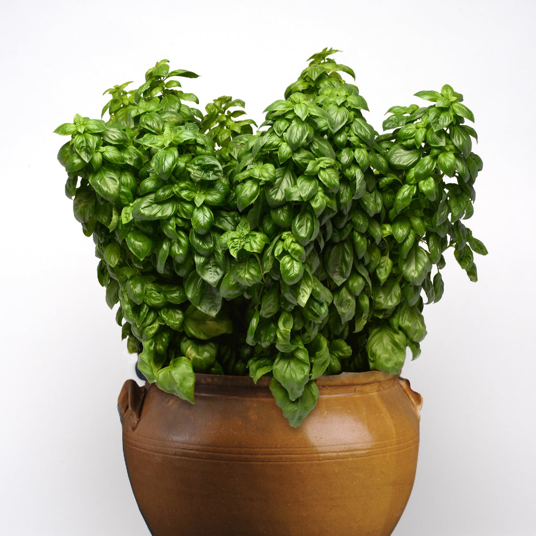 Ocimum basilicum 'Everleaf Genovese' ~ Everleaf Genovese Basil-ServeScape