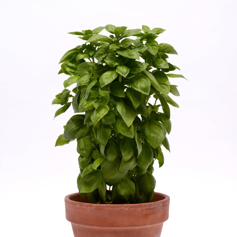 Ocimum basilicum 'Everleaf Genovese' ~ Everleaf Genovese Basil-ServeScape