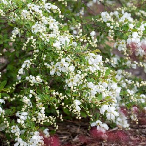 Exochorda x macrantha 'Bailmoon' ~ First Editions® Lotus Moon™ Pearlbush-ServeScape