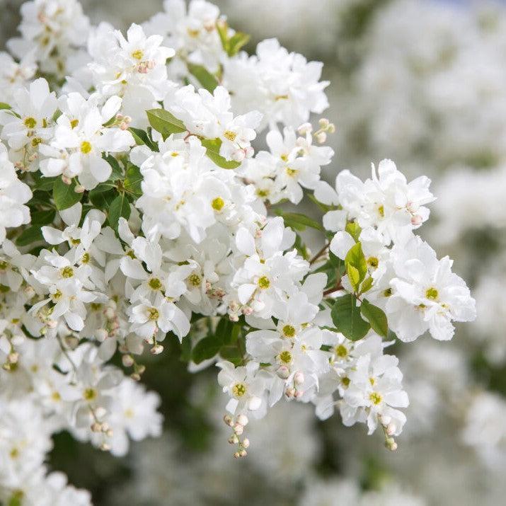 Exochorda x macrantha 'Bailmoon' ~ First Editions® Lotus Moon™ Pearlbush-ServeScape