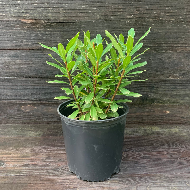 Daphne odora 'Aureomarginata' ~ Gold-Edged Winter Daphne-ServeScape