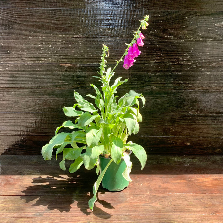 Digitalis purpurea 'Foxy' ~ Foxy Foxglove-ServeScape