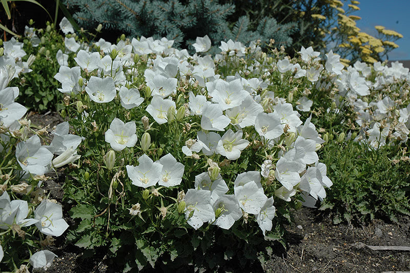 Campanula carpatica 'White Clips' ~ White Clips Bellflower