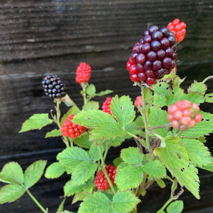 Rubus ulmifolius ‘APF-236T’ ~ Bushel and Berry® Baby Cakes® Thornless Blackberry-ServeScape