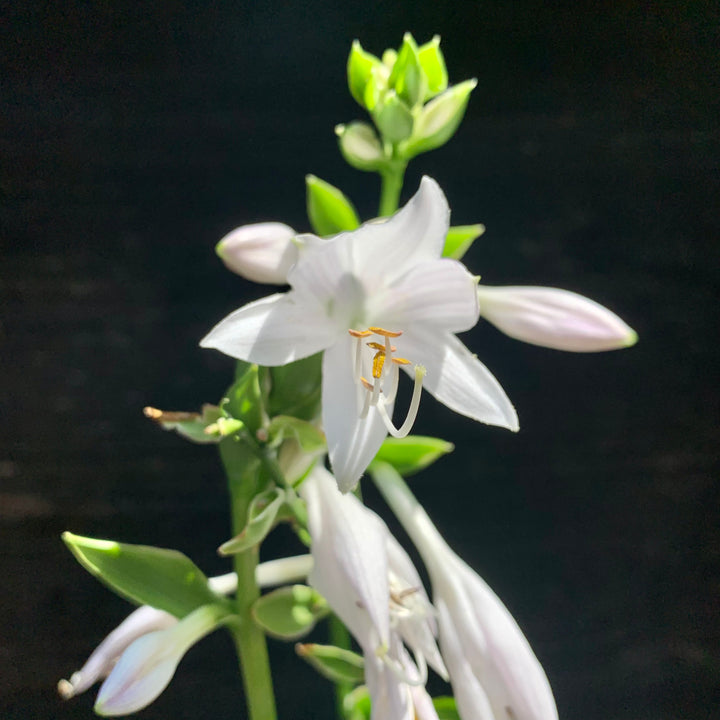 Hosta 'Sun Power' ~ Sun Hosta-ServeScape