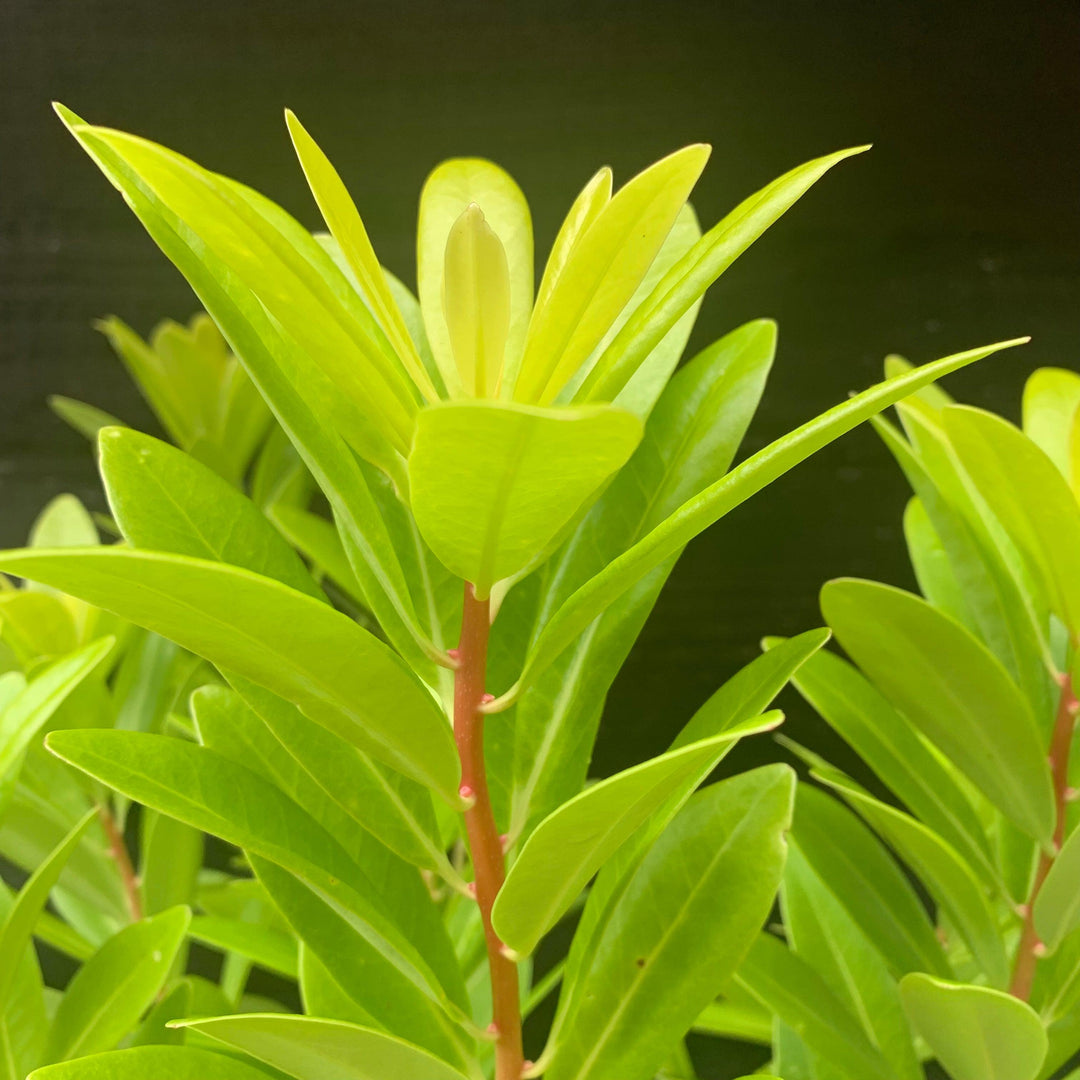 Illicium parviflorum 'Florida Sunshine' ~ Florida Sunshine Anise-ServeScape