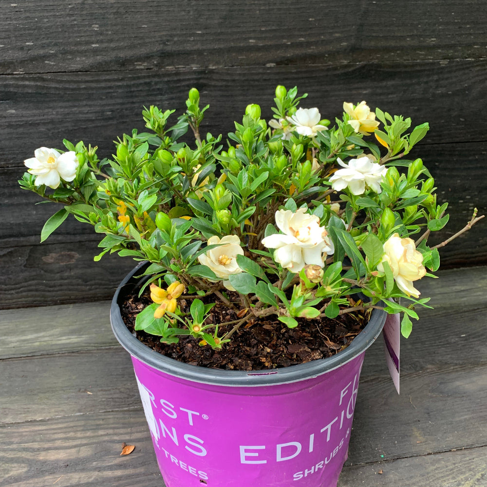 Gardenia jasminoides 'Double Mint' ~ First Editions® Double Mint Gardenia-ServeScape