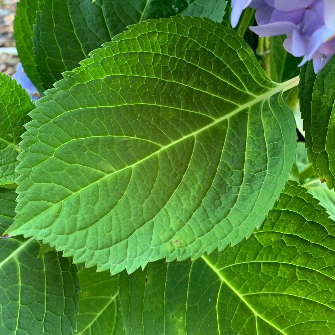 Hydrangea macrophylla 'Bailmer’ ~ Endless Summer® The Original Hydrangea-ServeScape
