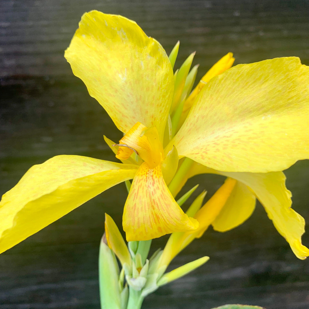 Canna x generalis 'Yellow' ~ CANNOVA® Yellow Canna Lily-ServeScape