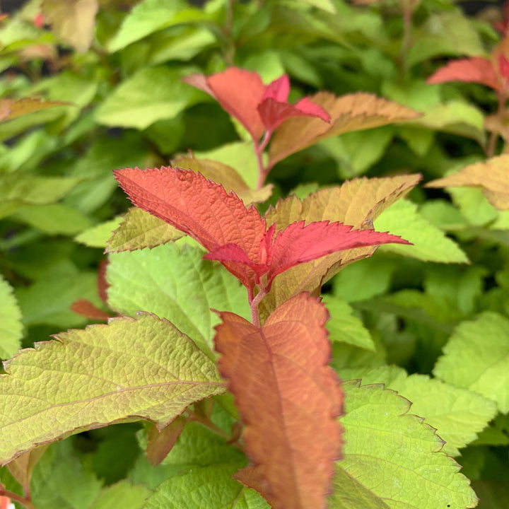 Spiraea japonica 'NCSX1' ~ Double Play® Candy Corn® Spirea-ServeScape