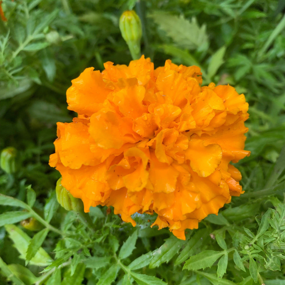 Tagetes erecta 'Antigua Orange' ~ Antigua™ Orange African Marigold-ServeScape