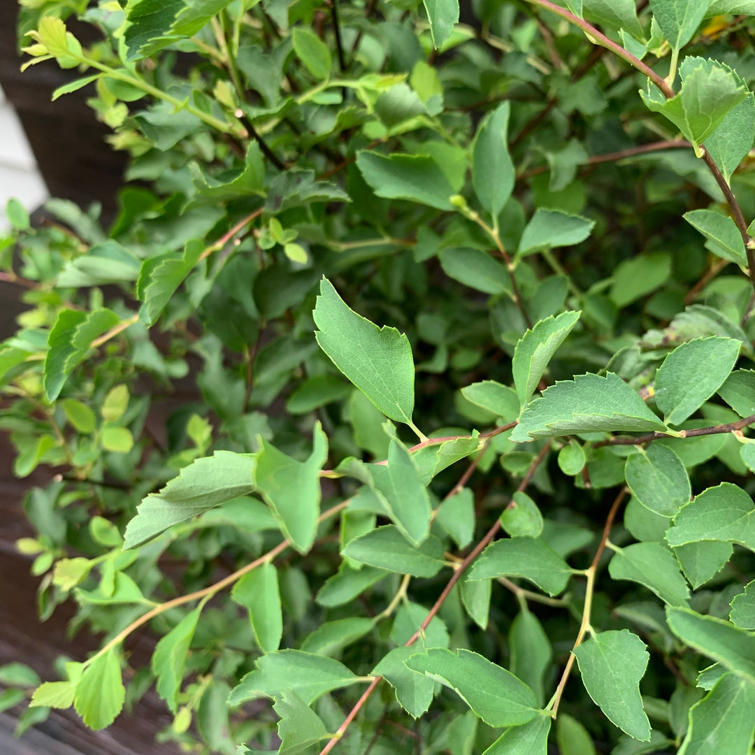 Spiraea x vanhouttei 'Renaissance' ~ Renaissance Spirea-ServeScape