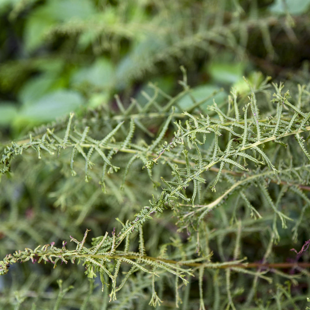 Athyrium filix-femina 'Victoriae' ~ Victoriae Lady Fern-ServeScape