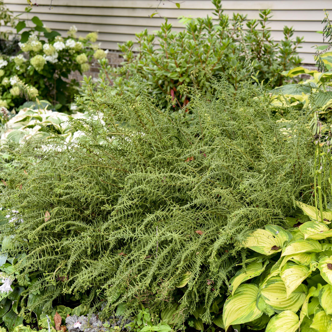 Athyrium filix-femina 'Victoriae' ~ Victoriae Lady Fern-ServeScape