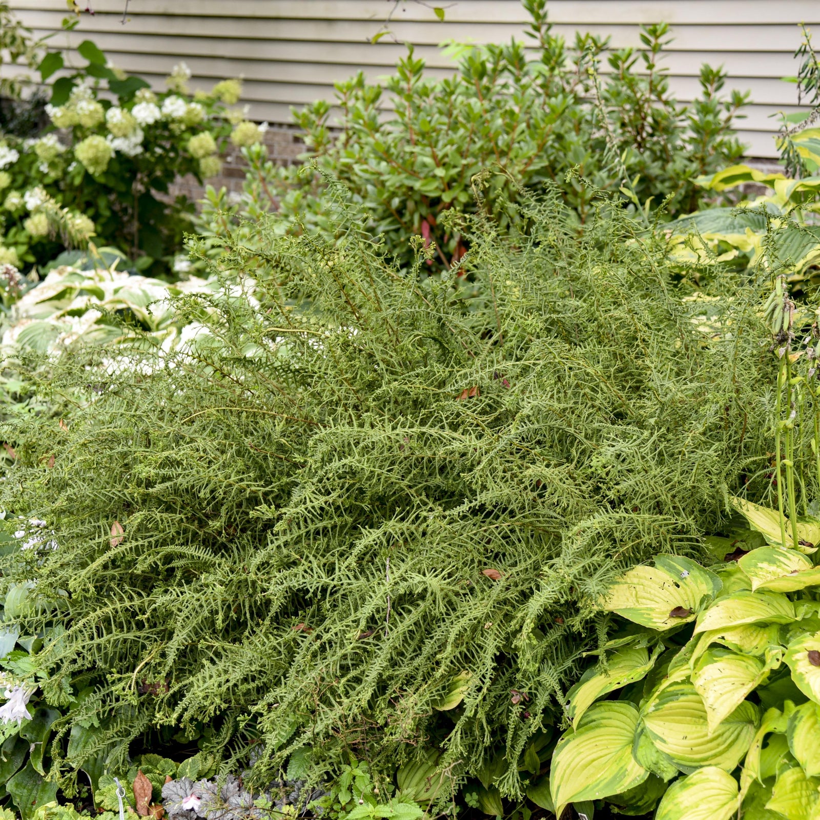 Athyrium filix-femina 'Victoriae' ~ Victoriae Lady Fern-ServeScape